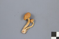 Gymnopilus penetrans image